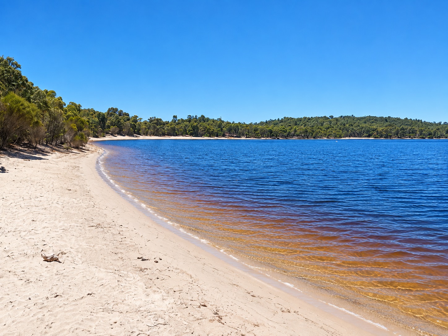 Collie Image 9