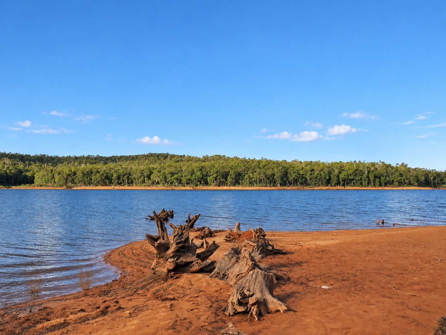 Collie Image 1