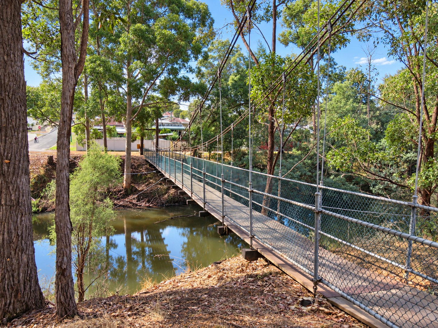 Collie Image 8